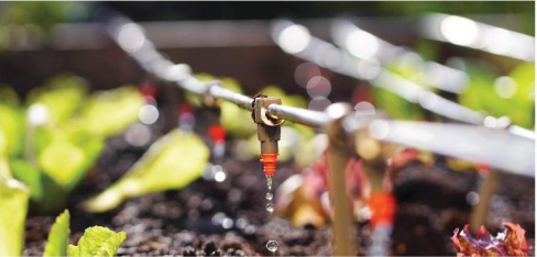 الري بالتنقيط