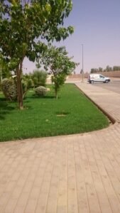 مساحة خضراء تحتوي على أشجار ونباتات مع سيارة مركونة في الخلفية.