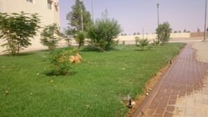 مساحة خضراء تحتوي على نباتات وأشجار صغيرة مع نظام ري بالتنقيط.