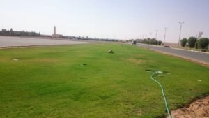 مساحة خضراء من العشب مع خرطوم مياه على الأرض في منطقة مفتوحة.