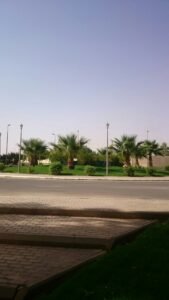 منظر لحدائق تنسيق النباتات المنزلية في السعودية، مع أشجار النخيل والعشب الأخضر