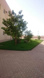 حديقة منزلية جميلة تحتوي على الأشجار والمساحات الخضراء في تصميم مدروس.