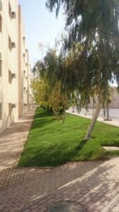 مساحة خضراء مزودة بأشجار على جانب ممر مشاة، مثالية لتنسيق الحدائق في المواقع السكنية