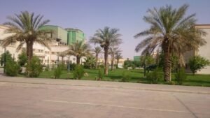 حديقة منزلية مميزة تحتوي على نخل وأشجار خضراء، مثالية لتنسيق الحدائق والخدمات اللاندسكيب.