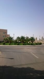 مساحة خضراء مع أشجار ونخيل في تصميم حديث لحديقة منزلية