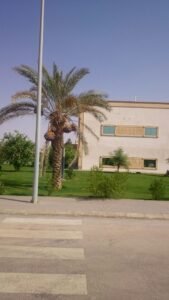 صورة لنخلة مزهرة في حديقة رائعة منزلية، مثالية لتنسيق الحدائق.