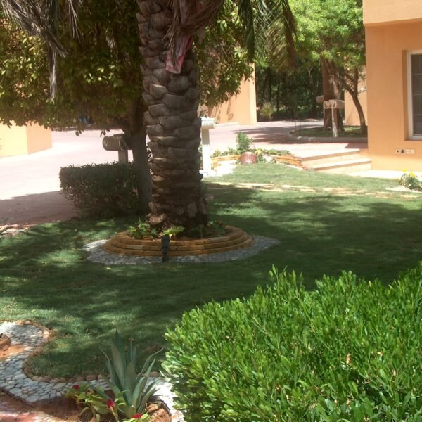 حديقة تحتوي على شجرة نخيل وأرضية خضراء مع زهور ونباتات مزروعة حولها.