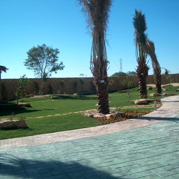 حديقة تحتوي على أشجار نخيل ومسطحات خضراء مع ممرات من الحجر.