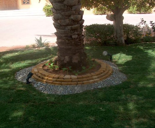 تصميم حديقة يحيط بجذع نخلة مع أحجار ملونة ونباتات خضراء.