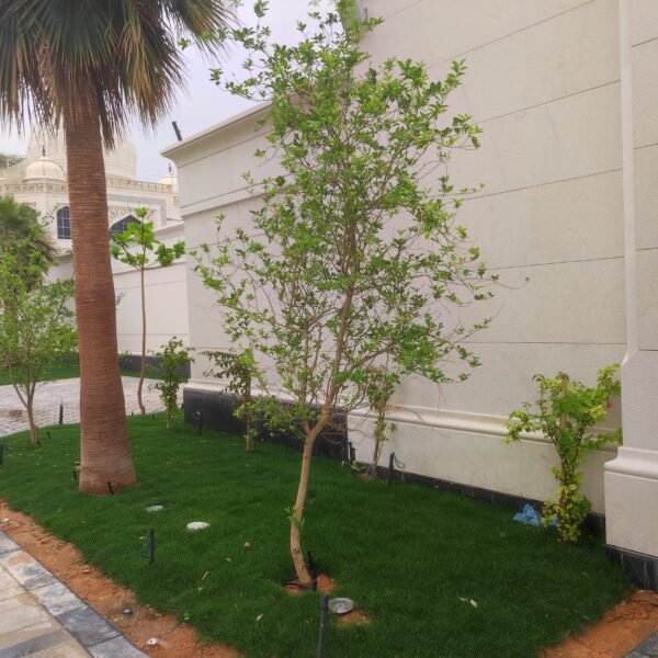 منطقة تحتوي على أشجار صغيرة ونباتات خضراء على أرضية عشبية بجانب جدار أبيض.