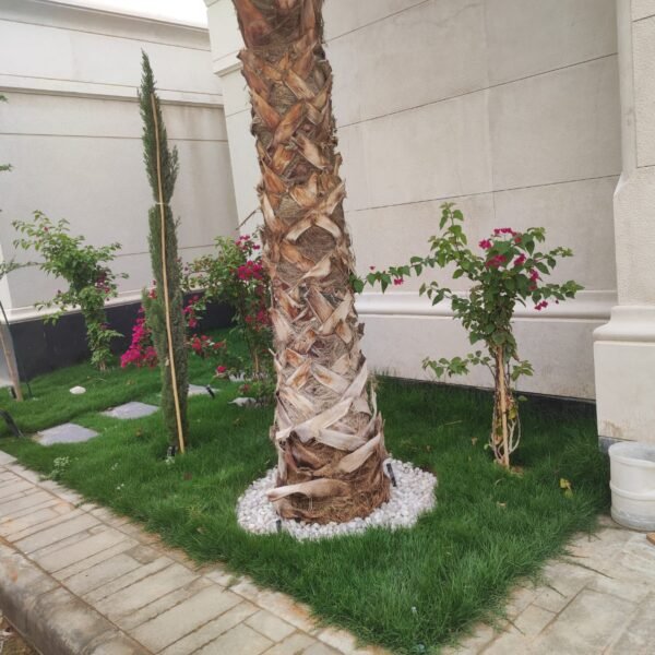 نخلة كبيرة محاطة بأشجار صغيرة وزهور ملونة وأحجار زينة بيضاء في حديقة.